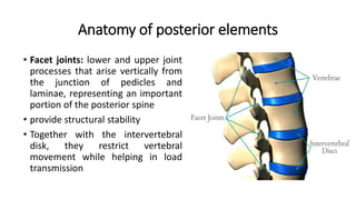 Anatomy of posterior elements
• Facet joints: lower and upper joint
processes that arise vertically from
the junction of pedicles and
laminae, representing an important
portion of the posterior spine
• provide structural stability
• Together with the intervertebral
disk, they restrict vertebral
movement while helping in load
transmission
 