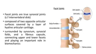 • Facet joints are true synovial joints
(c.f intervertebral disk)
• composed of two opposite articular
surfaces covered by a layer of
hyaline articular cartilage.
• surrounded by synovium, synovial
folds, and a fibrous capsule,
connecting upper and lower facets
and playing an important role in
biomechanics
 