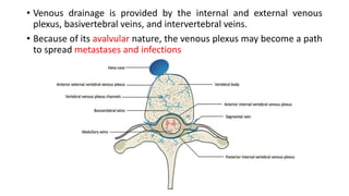 • Venous drainage is provided by the internal and external venous
plexus, basivertebral veins, and intervertebral veins.
• Because of its avalvular nature, the venous plexus may become a path
to spread metastases and infections
 