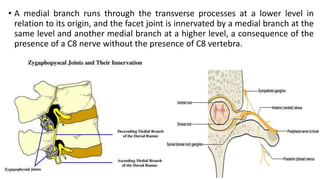 • A medial branch runs through the transverse processes at a lower level in
relation to its origin, and the facet joint is innervated by a medial branch at the
same level and another medial branch at a higher level, a consequence of the
presence of a C8 nerve without the presence of C8 vertebra.
 