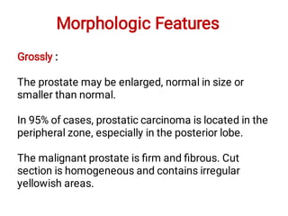Morphologic Features
Grossly :
The prostate may be enlarged, normal in size or
smaller than normal.
In 95% of cases, prostatic carcinoma is located in the
peripheral zone, especially in the posterior lobe.
The malignant prostate is ﬁrm and ﬁbrous. Cut
section is homogeneous and contains irregular
yellowish areas.
 
