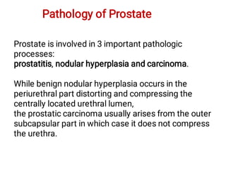 Pathology of Prostate
Prostate is involved in 3 important pathologic
processes:
prostatitis, nodular hyperplasia and carcinoma.
While benign nodular hyperplasia occurs in the
periurethral part distorting and compressing the
centrally located urethral lumen,
the prostatic carcinoma usually arises from the outer
subcapsular part in which case it does not compress
the urethra.
 