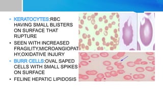 Pathology of rbc and wbc | PPTX