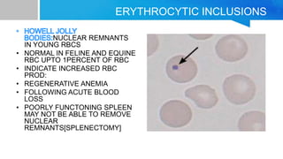 Small Inclusion On Rbc Pathology of rbc and wbc | PPTX