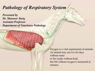 Pathology of Respiratory System
Oxygen is a vital requirement of animals.
An animal may survive for days
without water
or for weeks without food,
but life without oxygen is measured in
minutes.
Presented by
Dr. Mansoor Tariq
Assistant Professor
Department of Veterinary Pathology
 