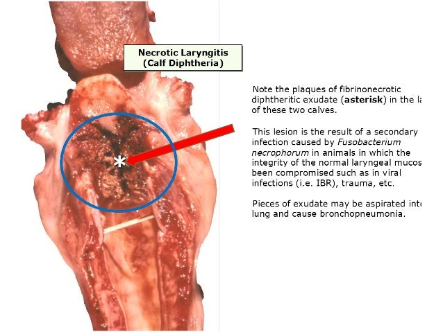Pathology of respiratory system