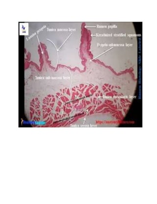 pathology of rumen -- Fahad.docx