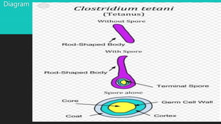 Tetanus Clostridium Tetani Diagram
