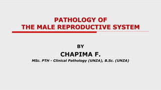 PATHOLOGY OF
THE MALE REPRODUCTIVE SYSTEM
BY
CHAPIMA F.
MSc. PTH - Clinical Pathology (UNZA), B.Sc. (UNZA)
 