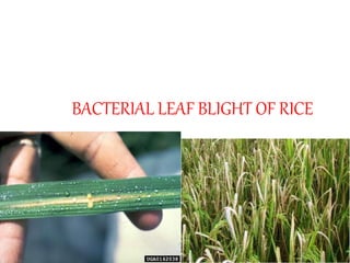 BACTERIAL LEAF BLIGHT OF RICE
 