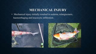 Source & Factors Related to Fish & Shrimp Disease in Bangladesh | PPTX