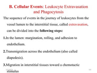 B. Cellular Events: Leukocyte Extravasation
and Phagocytosis
102
The sequence of events in the journey of leukocytes from the
vessel lumen to the interstitial tissue, called extravasation,
can be divided into the following steps:
1.In the lumen: margination, rolling, and adhesion to
endothelium.
2.Transmigration across the endothelium (also called
diapedesis).
3.Migration in interstitial tissues toward a chemotactic
stimulus
2/21/2023
 