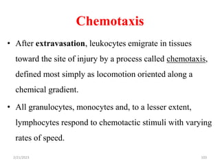 Chemotaxis
103
• After extravasation, leukocytes emigrate in tissues
toward the site of injury by a process called chemotaxis,
defined most simply as locomotion oriented along a
chemical gradient.
• All granulocytes, monocytes and, to a lesser extent,
lymphocytes respond to chemotactic stimuli with varying
rates of speed.
2/21/2023
 