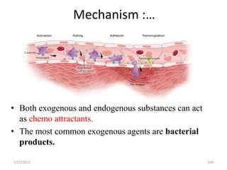 Mechanism :…
104
• Both exogenous and endogenous substances can act
as chemo attractants.
• The most common exogenous agents are bacterial
products.
2/21/2023
 