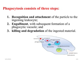 Phagocytosis consists of three steps:
1. Recognition and attachment of the particle to the
ingesting leukocyte;
2. Engulfment, with subsequent formation of a
phagocytic vacuole; and
3. killing and degradation of the ingested material.
2/21/2023 113
 