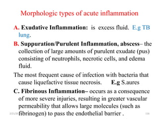 Morphologic types of acute inflammation
116
A. Exudative Inflammation: is excess fluid. E.g TB
lung.
B. Suppuration/Purulent Inflammation, abscess– the
collection of large amounts of purulent exudate (pus)
consisting of neutrophils, necrotic cells, and edema
fluid.
The most frequent cause of infection with bacteria that
cause liquefactive tissue necrosis. E.g S.aures
C. Fibrinous Inflammation– occurs as a consequence
of more severe injuries, resulting in greater vascular
permeability that allows large molecules (such as
fibrinogen) to pass the endothelial barrier .
2/21/2023
 