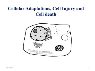 Cellular Adaptations, Cell Injury and
Cell death
2/21/2023 13
 