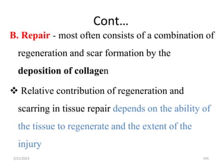 Cont…
B. Repair - most often consists of a combination of
regeneration and scar formation by the
deposition of collagen
 Relative contribution of regeneration and
scarring in tissue repair depends on the ability of
the tissue to regenerate and the extent of the
injury
2/21/2023 145
 