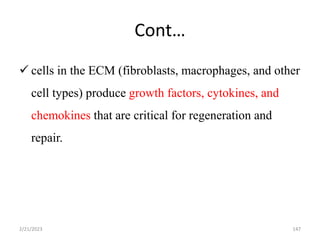 Cont…
 cells in the ECM (fibroblasts, macrophages, and other
cell types) produce growth factors, cytokines, and
chemokines that are critical for regeneration and
repair.
2/21/2023 147
 
