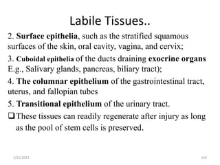 Labile Tissues..
2. Surface epithelia, such as the stratified squamous
surfaces of the skin, oral cavity, vagina, and cervix;
3. Cuboidal epithelia of the ducts draining exocrine organs
E.g., Salivary glands, pancreas, biliary tract);
4. The columnar epithelium of the gastrointestinal tract,
uterus, and fallopian tubes
5. Transitional epithelium of the urinary tract.
These tissues can readily regenerate after injury as long
as the pool of stem cells is preserved.
2/21/2023 150
 
