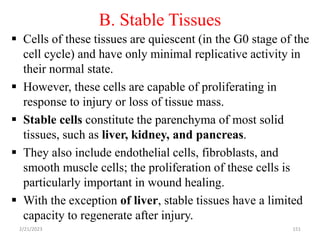 B. Stable Tissues
 Cells of these tissues are quiescent (in the G0 stage of the
cell cycle) and have only minimal replicative activity in
their normal state.
 However, these cells are capable of proliferating in
response to injury or loss of tissue mass.
 Stable cells constitute the parenchyma of most solid
tissues, such as liver, kidney, and pancreas.
 They also include endothelial cells, fibroblasts, and
smooth muscle cells; the proliferation of these cells is
particularly important in wound healing.
 With the exception of liver, stable tissues have a limited
capacity to regenerate after injury.
2/21/2023 151
 