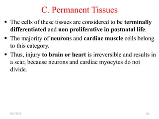 C. Permanent Tissues
 The cells of these tissues are considered to be terminally
differentiated and non proliferative in postnatal life.
 The majority of neurons and cardiac muscle cells belong
to this category.
 Thus, injury to brain or heart is irreversible and results in
a scar, because neurons and cardiac myocytes do not
divide.
2/21/2023 152
 
