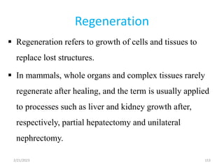 Regeneration
 Regeneration refers to growth of cells and tissues to
replace lost structures.
 In mammals, whole organs and complex tissues rarely
regenerate after healing, and the term is usually applied
to processes such as liver and kidney growth after,
respectively, partial hepatectomy and unilateral
nephrectomy.
153
2/21/2023
 