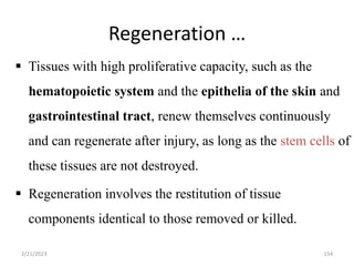 Regeneration …
 Tissues with high proliferative capacity, such as the
hematopoietic system and the epithelia of the skin and
gastrointestinal tract, renew themselves continuously
and can regenerate after injury, as long as the stem cells of
these tissues are not destroyed.
 Regeneration involves the restitution of tissue
components identical to those removed or killed.
154
2/21/2023
 