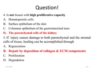 Question!
4. Is not tissues with high proliferative capacity
A. Hematopoietic cells
B. Surface epithelium of the skin
C. Columnar epithelium of the gastrointestinal tract
D. The parenchymal cells of the kidney
5. If injury causes damage to both parenchymal and the stromal
cells of tissue, healing can be accomplished through
A. Regeneration
B. Repair by deposition of collagen & ECM components
C. Proliferation
D. Degradation
2/21/2023 155
 