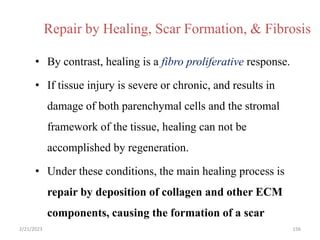Repair by Healing, Scar Formation, & Fibrosis
• By contrast, healing is a fibro proliferative response.
• If tissue injury is severe or chronic, and results in
damage of both parenchymal cells and the stromal
framework of the tissue, healing can not be
accomplished by regeneration.
• Under these conditions, the main healing process is
repair by deposition of collagen and other ECM
components, causing the formation of a scar
156
2/21/2023
 