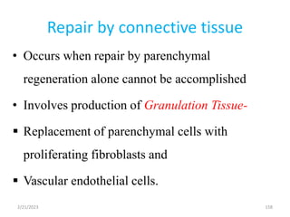 Repair by connective tissue
• Occurs when repair by parenchymal
regeneration alone cannot be accomplished
• Involves production of Granulation Tissue-
 Replacement of parenchymal cells with
proliferating fibroblasts and
 Vascular endothelial cells.
158
2/21/2023
 