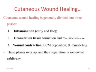 Cutaneous Wound Healing…
Cutaneous wound healing is generally divided into three
phases:
1. Inflammation (early and late);
2. Granulation tissue formation and re-epithelialization
3. Wound contraction, ECM deposition, & remodeling.
• These phases overlap, and their separation is somewhat
arbitrary
160
2/21/2023
 