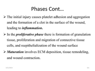 Phases Cont…
 The initial injury causes platelet adhesion and aggregation
and the formation of a clot in the surface of the wound,
leading to inflammation.
 In the proliferative phase there is formation of granulation
tissue, proliferation and migration of connective tissue
cells, and reepithelialization of the wound surface
 Maturation involves ECM deposition, tissue remodeling,
and wound contraction.
2/21/2023 161
 