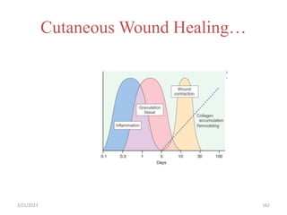 Cutaneous Wound Healing…
162
2/21/2023
 