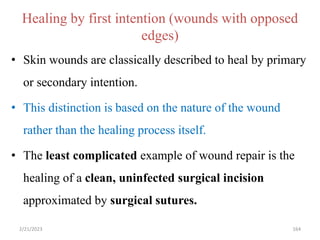 Healing by first intention (wounds with opposed
edges)
• Skin wounds are classically described to heal by primary
or secondary intention.
• This distinction is based on the nature of the wound
rather than the healing process itself.
• The least complicated example of wound repair is the
healing of a clean, uninfected surgical incision
approximated by surgical sutures.
164
2/21/2023
 