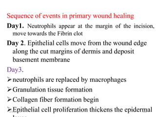 Sequence of events in primary wound healing
Day1. Neutrophils appear at the margin of the incision,
move towards the Fibrin clot
Day 2. Epithelial cells move from the wound edge
along the cut margins of dermis and deposit
basement membrane
Day3.
neutrophils are replaced by macrophages
Granulation tissue formation
Collagen fiber formation begin
Epithelial cell proliferation thickens the epidermal
2/21/2023 166
 