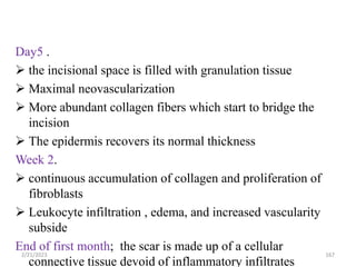 Day5 .
 the incisional space is filled with granulation tissue
 Maximal neovascularization
 More abundant collagen fibers which start to bridge the
incision
 The epidermis recovers its normal thickness
Week 2.
 continuous accumulation of collagen and proliferation of
fibroblasts
 Leukocyte infiltration , edema, and increased vascularity
subside
End of first month; the scar is made up of a cellular
connective tissue devoid of inflammatory infiltrates
2/21/2023 167
 