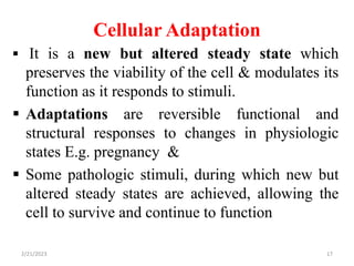 Cellular Adaptation
 It is a new but altered steady state which
preserves the viability of the cell & modulates its
function as it responds to stimuli.
 Adaptations are reversible functional and
structural responses to changes in physiologic
states E.g. pregnancy &
 Some pathologic stimuli, during which new but
altered steady states are achieved, allowing the
cell to survive and continue to function
2/21/2023 17
 