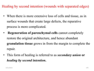 Healing by second intention (wounds with separated edges)
• When there is more extensive loss of cells and tissue, as in
surface wounds that create large defects, the reparative
process is more complicated.
• Regeneration of parenchymal cells cannot completely
restore the original architecture, and hence abundant
granulation tissue grows in from the margin to complete the
repair.
• This form of healing is referred to as secondary union or
healing by second intention.
170
2/21/2023
 
