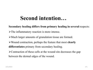 Second intention…
Secondary healing differs from primary healing in several respects:
The inflammatory reaction is more intense.
Much larger amounts of granulation tissue are formed.
Wound contraction, perhaps the feature that most clearly
differentiates primary from secondary healing.
Contraction of these cells at the wound site decreases the gap
between the dermal edges of the wound.
171
2/21/2023
 