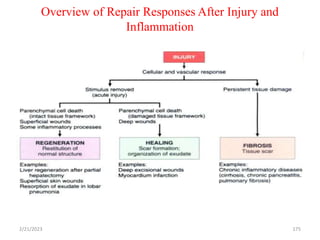 Overview of Repair Responses After Injury and
Inflammation
175
2/21/2023
 