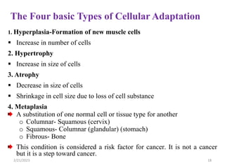 The Four basic Types of Cellular Adaptation
1. Hyperplasia-Formation of new muscle cells
 Increase in number of cells
2. Hypertrophy
 Increase in size of cells
3. Atrophy
 Decrease in size of cells
 Shrinkage in cell size due to loss of cell substance
4. Metaplasia
A substitution of one normal cell or tissue type for another
o Columnar- Squamous (cervix)
o Squamous- Columnar (glandular) (stomach)
o Fibrous- Bone
This condition is considered a risk factor for cancer. It is not a cancer
but it is a step toward cancer.
2/21/2023 18
 