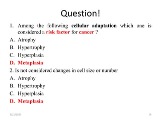 Question!
1. Among the following cellular adaptation which one is
considered a risk factor for cancer ?
A. Atrophy
B. Hypertrophy
C. Hyperplasia
D. Metaplasia
2. Is not considered changes in cell size or number
A. Atrophy
B. Hypertrophy
C. Hyperplasia
D. Metaplasia
2/21/2023 19
 