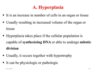 A. Hyperplasia
 It is an increase in number of cells in an organ or tissue
 Usually resulting in increased volume of the organ or
tissue
 Hyperplasia takes place if the cellular population is
capable of synthesizing DNA or able to undergo mitotic
division
 Usually, it occurs together with hypertrophy
 It can be physiologic or pathologic
2/21/2023 20
 