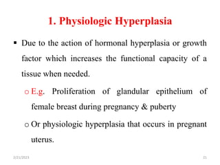 1. Physiologic Hyperplasia
 Due to the action of hormonal hyperplasia or growth
factor which increases the functional capacity of a
tissue when needed.
o E.g. Proliferation of glandular epithelium of
female breast during pregnancy & puberty
o Or physiologic hyperplasia that occurs in pregnant
uterus.
2/21/2023 21
 
