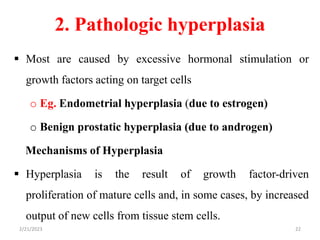 2. Pathologic hyperplasia
 Most are caused by excessive hormonal stimulation or
growth factors acting on target cells
o Eg. Endometrial hyperplasia (due to estrogen)
o Benign prostatic hyperplasia (due to androgen)
Mechanisms of Hyperplasia
 Hyperplasia is the result of growth factor-driven
proliferation of mature cells and, in some cases, by increased
output of new cells from tissue stem cells.
2/21/2023 22
 