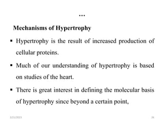 …
Mechanisms of Hypertrophy
 Hypertrophy is the result of increased production of
cellular proteins.
 Much of our understanding of hypertrophy is based
on studies of the heart.
 There is great interest in defining the molecular basis
of hypertrophy since beyond a certain point,
2/21/2023 26
 