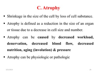 C. Atrophy
 Shrinkage in the size of the cell by loss of cell substance.
 Atrophy is defined as a reduction in the size of an organ
or tissue due to a decrease in cell size and number.
 Atrophy can be caused by decreased workload,
denervation, decreased blood flow, decreased
nutrition, aging (involution) & pressure
 Atrophy can be physiologic or pathologic
2/21/2023 29
 