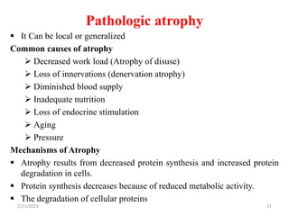 Pathologic atrophy
 It Can be local or generalized
Common causes of atrophy
 Decreased work load (Atrophy of disuse)
 Loss of innervations (denervation atrophy)
 Diminished blood supply
 Inadequate nutrition
 Loss of endocrine stimulation
 Aging
 Pressure
Mechanisms of Atrophy
 Atrophy results from decreased protein synthesis and increased protein
degradation in cells.
 Protein synthesis decreases because of reduced metabolic activity.
 The degradation of cellular proteins
2/21/2023 31
 