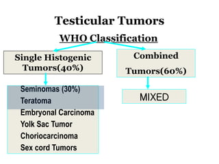 Testicular Tumors
WHO Classification
Single Histogenic
Tumors(40%)
Seminomas (30%)
Teratoma
Embryonal Carcinoma
Yolk Sac Tumor
Choriocarcinoma
Sex cord Tumors
Combined
Tumors(60%)
MIXED
 